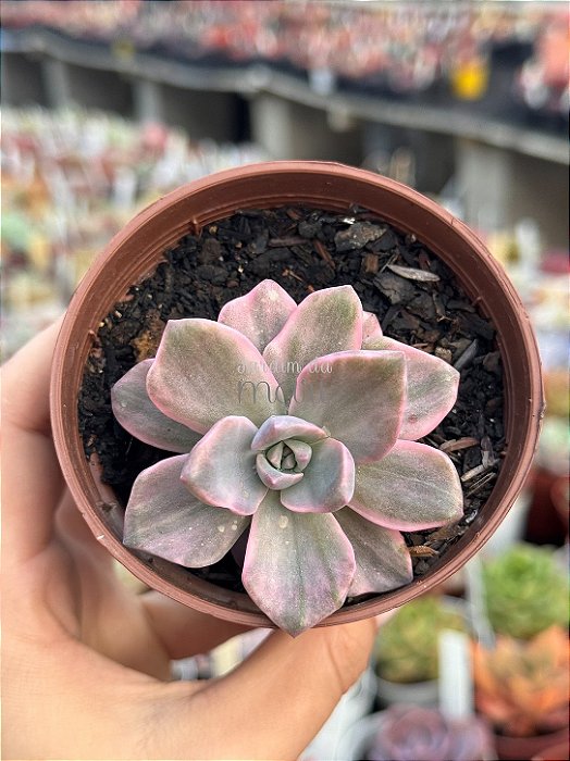 Graptoveria mrs richards variegata