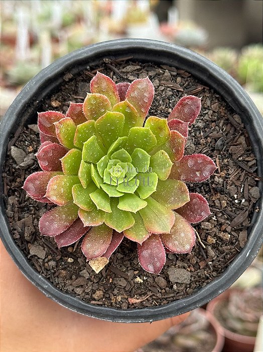 Aeonium fiesta variegata