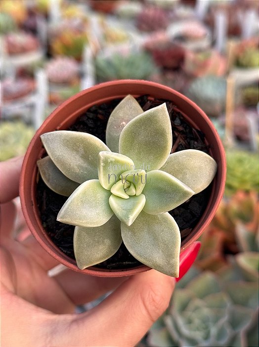 Graptopetalum paraguayense variegata