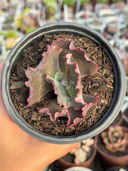 Echeveria red bubbles (sem raiz)