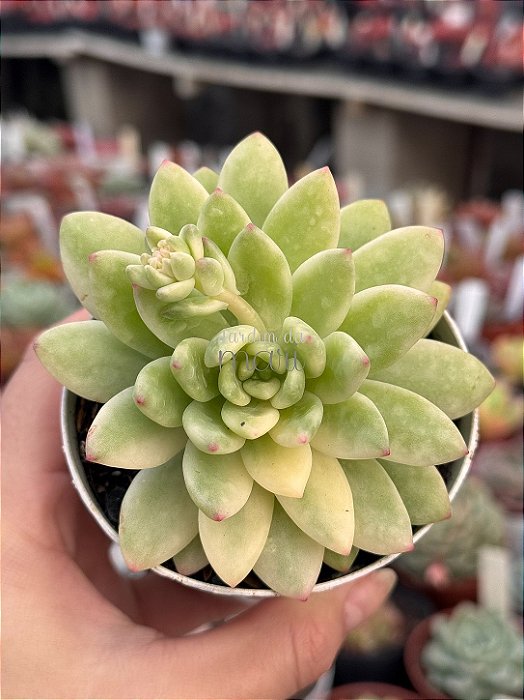 Sedum alice evans variegata