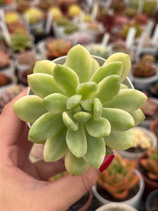 Sedum Alice evans variegata