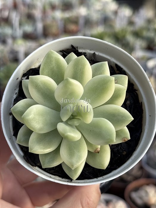 Sedum Alice evans variegata