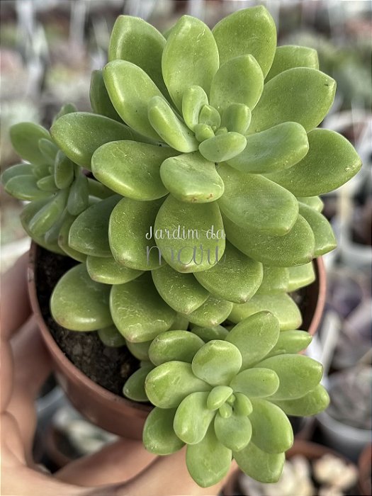 Sedum shangrilla (colônia)