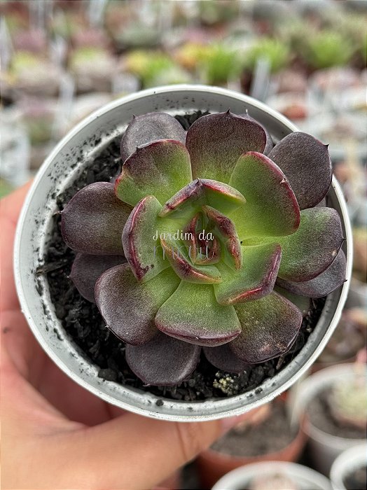 Echeveria black tan (NOVIDADE)