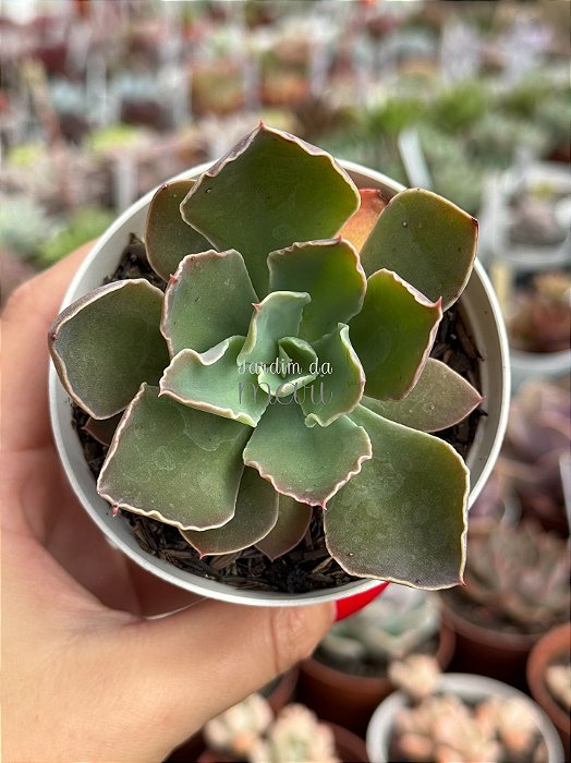 Echeveria lutea x shaviana