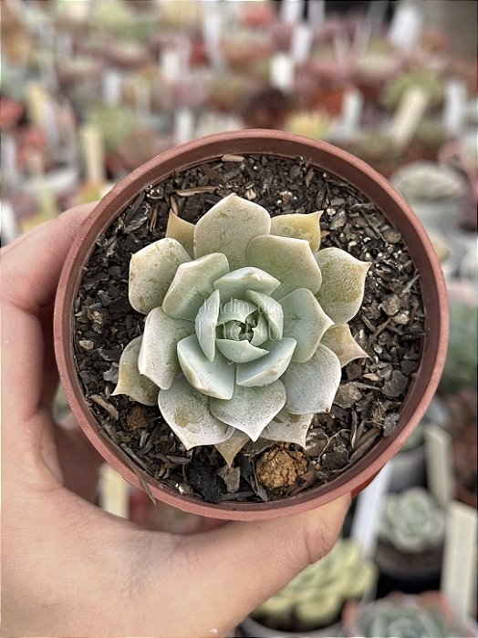 Sedum suaveolens