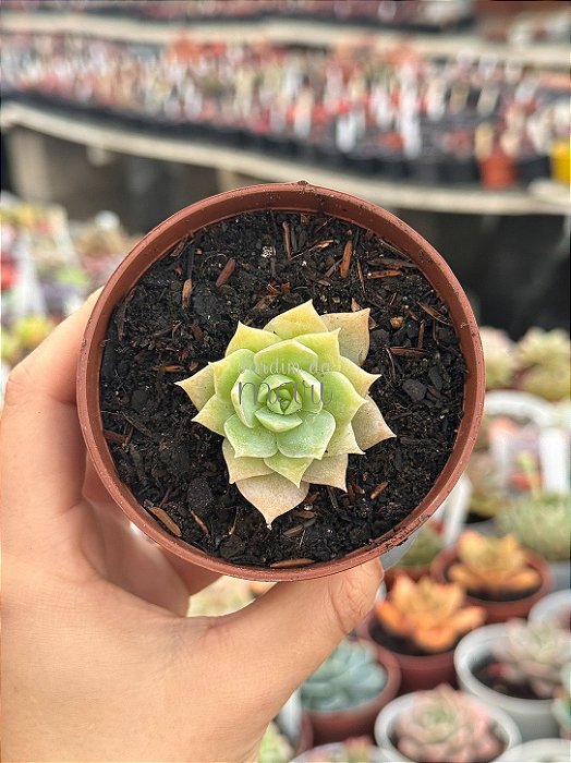 Sedum suaveolens