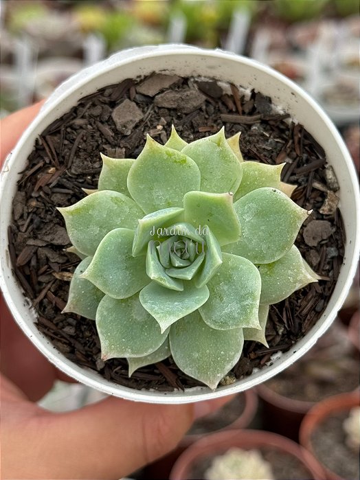 Sedum suaveolens