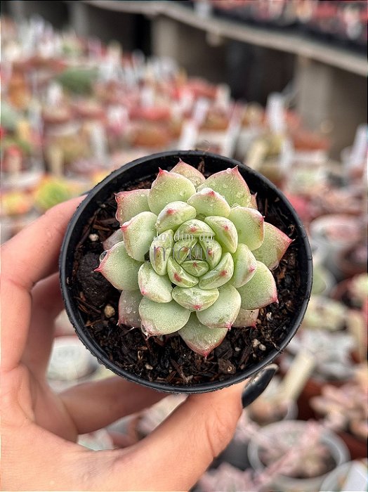Echeveria grid line