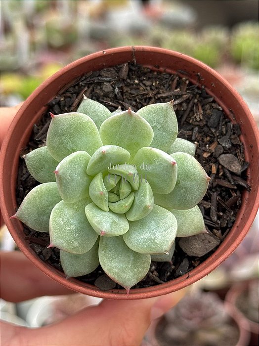 Echeveria grid line