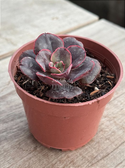 Echeveria painted frills