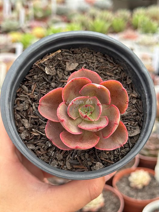 Echeveria painted frills