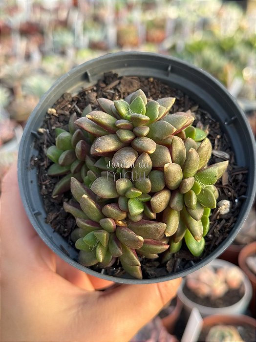 Anacampseros rufescens