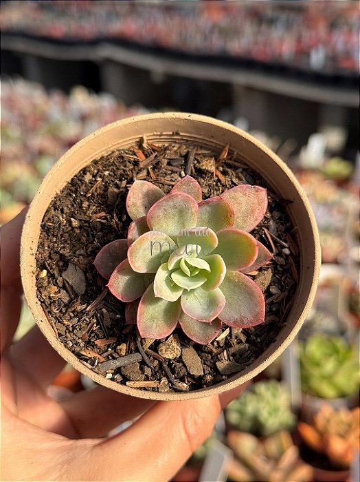 Echeveria pink vera variegata