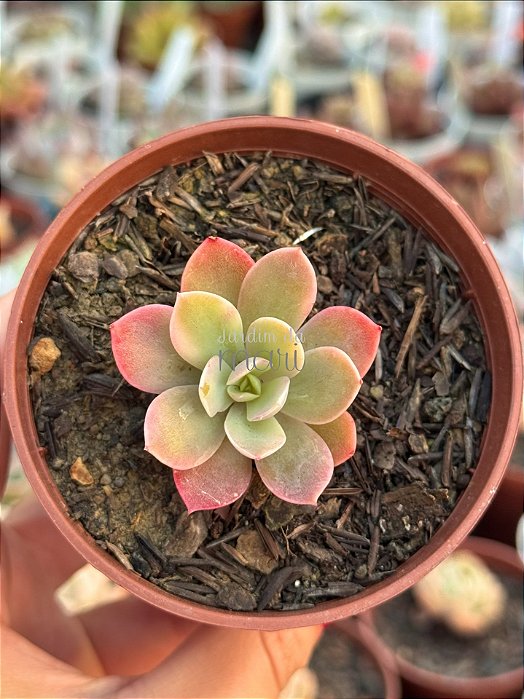 Echeveria pink vera variegata