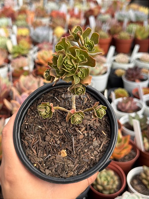 Aeonium spathulatum
