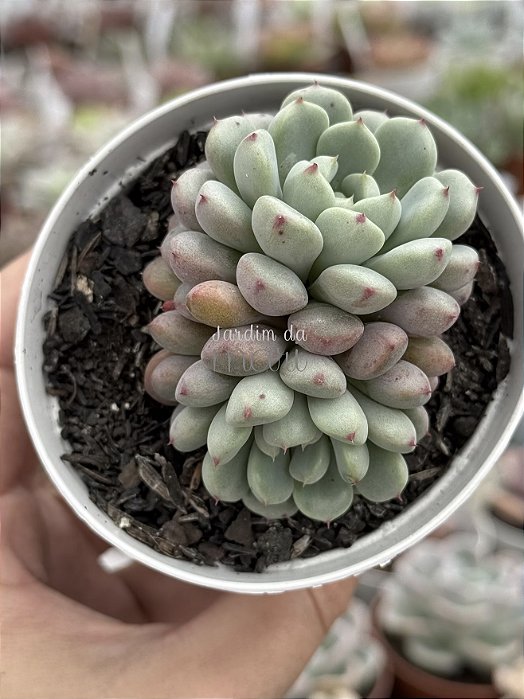 Graptoveria snow peach