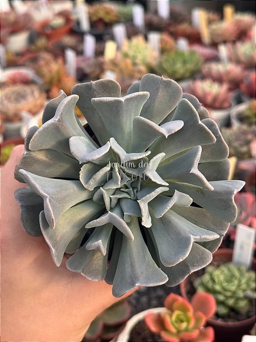 Echeveria swan lake