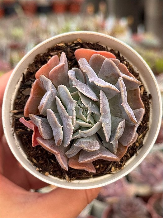 Echeveria swan lake