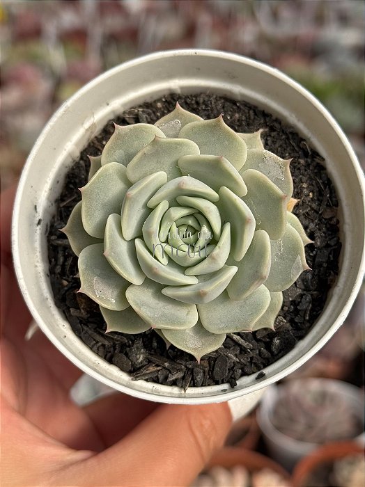 Echeveria deresina