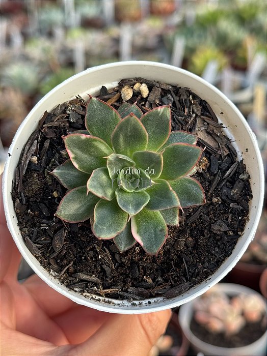 Echeveria agita rose variegata