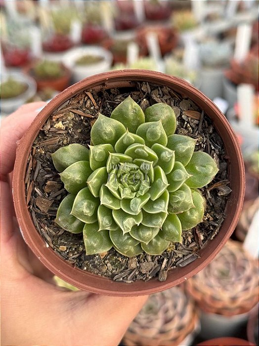 Echeveria rosima (carúnculas)