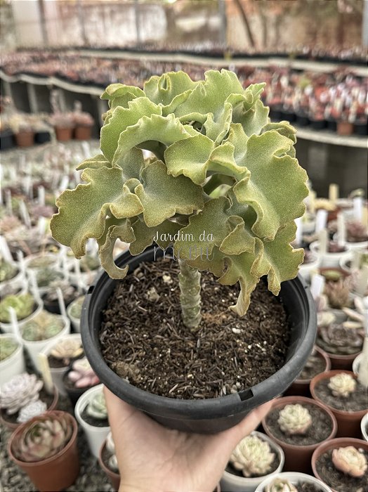 Kalanchoe beharensis maltese cross
