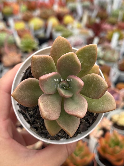 Graptoveria cumbre vieja