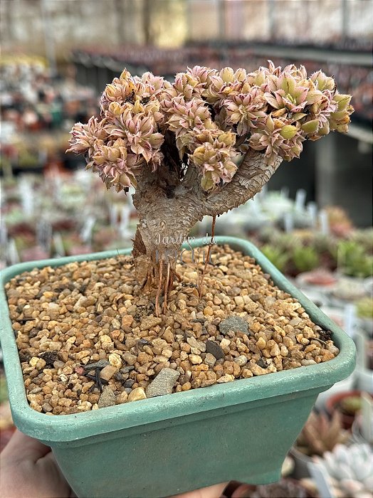 Aeonium sunburst cristata (bonsai +8 anos) 03