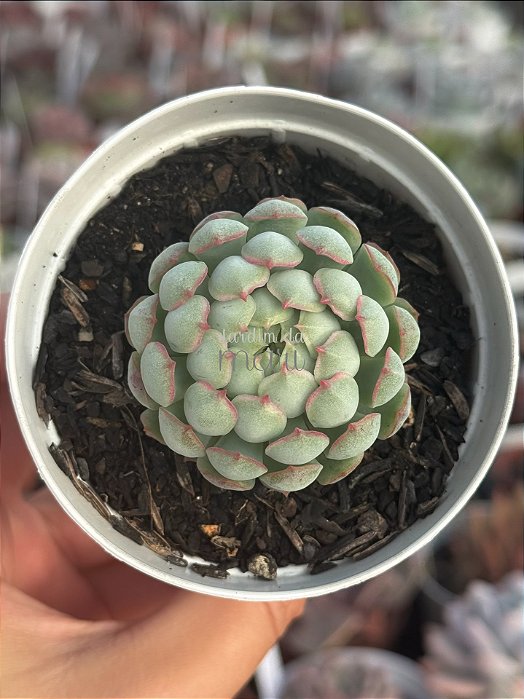 Echeveria red coat (korea)