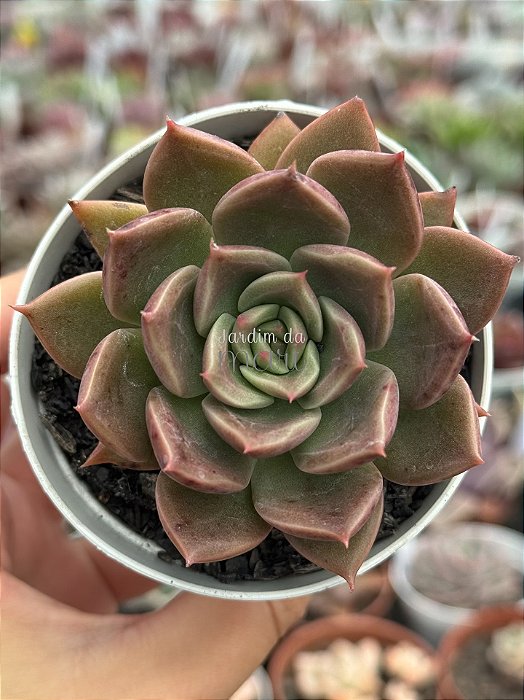 Echeveria Clarice