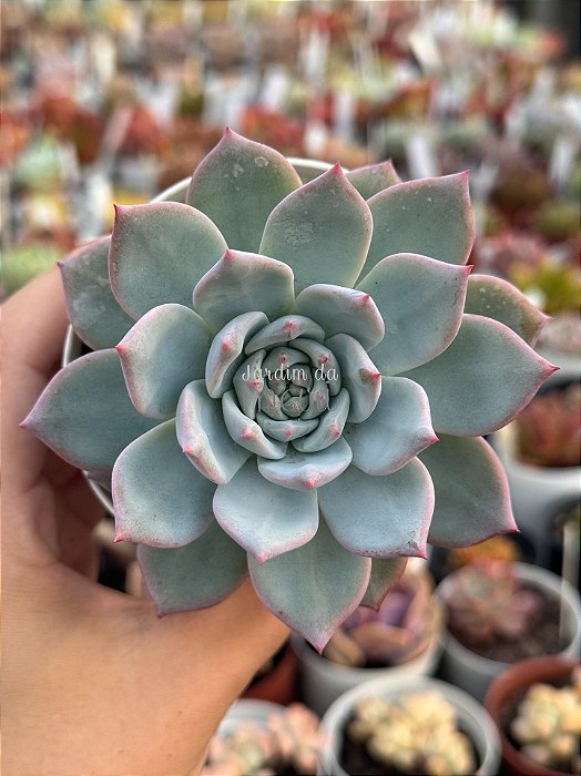 Echeveria blue bird