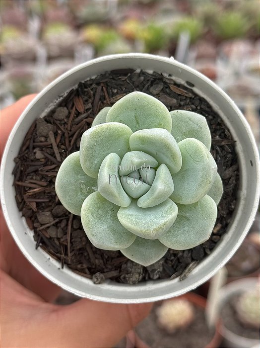 Echeveria ice jade