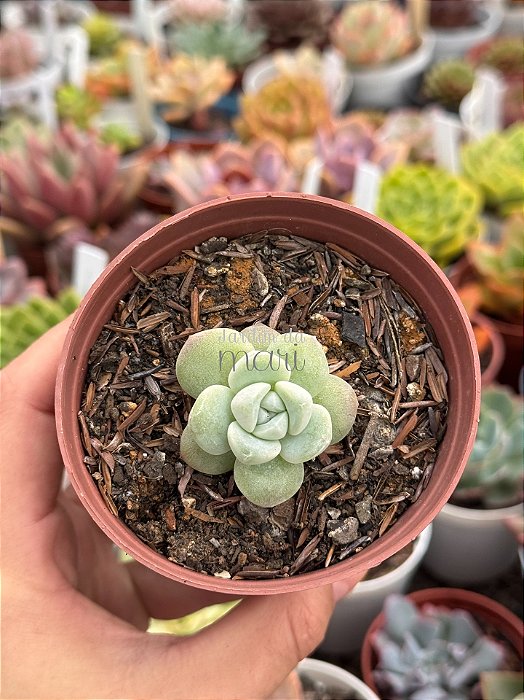 Echeveria ice jade