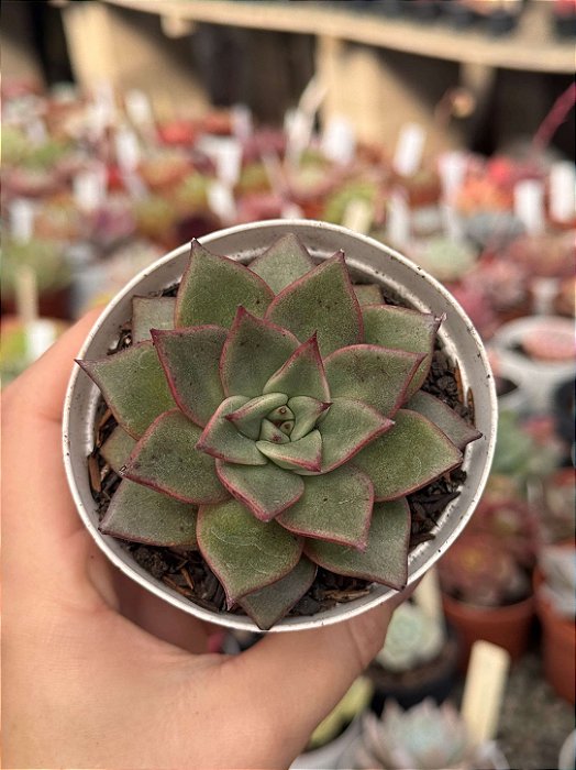 Echeveria purpusorum x romeo
