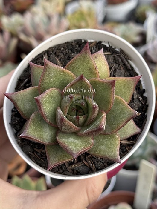 Echeveria purpusorum x romeo