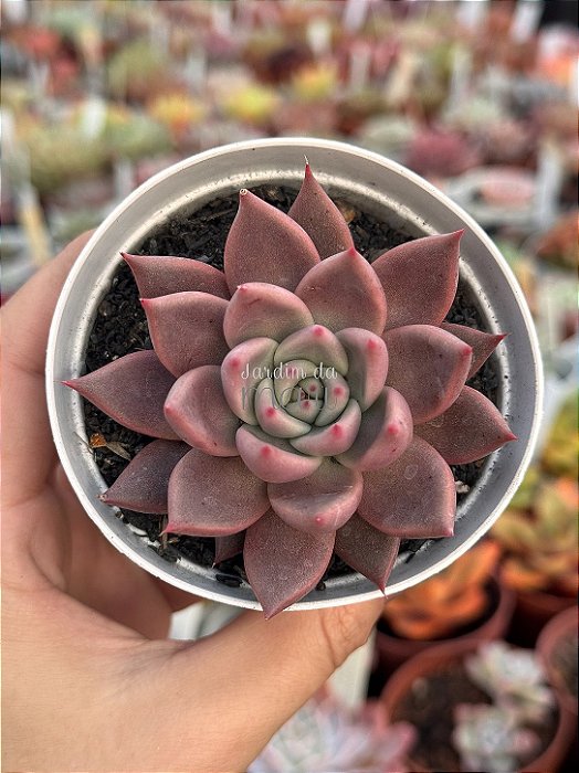 Echeveria tobarensis x romeo