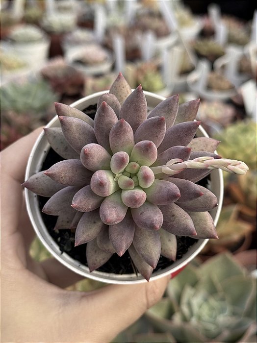 Echeveria goldfish