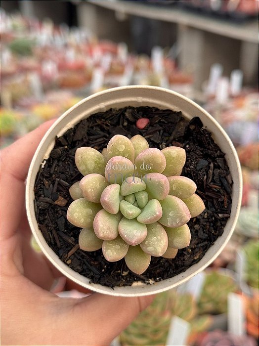 Echeveria candy bean