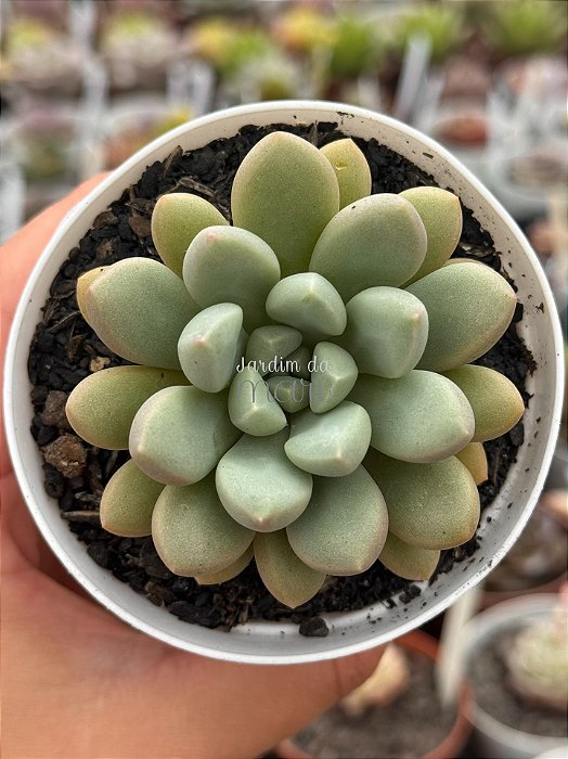 Echeveria candy bean