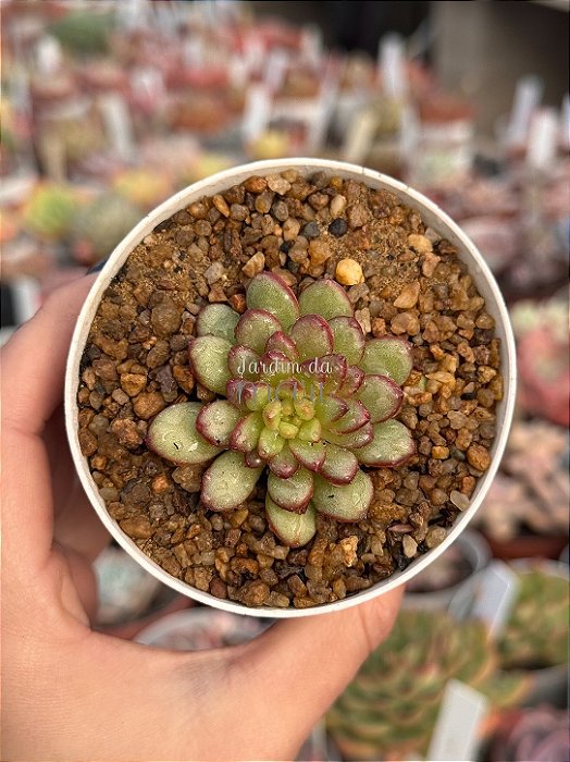 Echeveria adam (sem raiz)