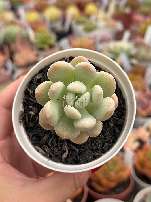 Echeveria cute peach