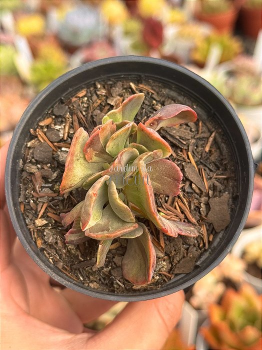 Echeveria red regis variegata cristata