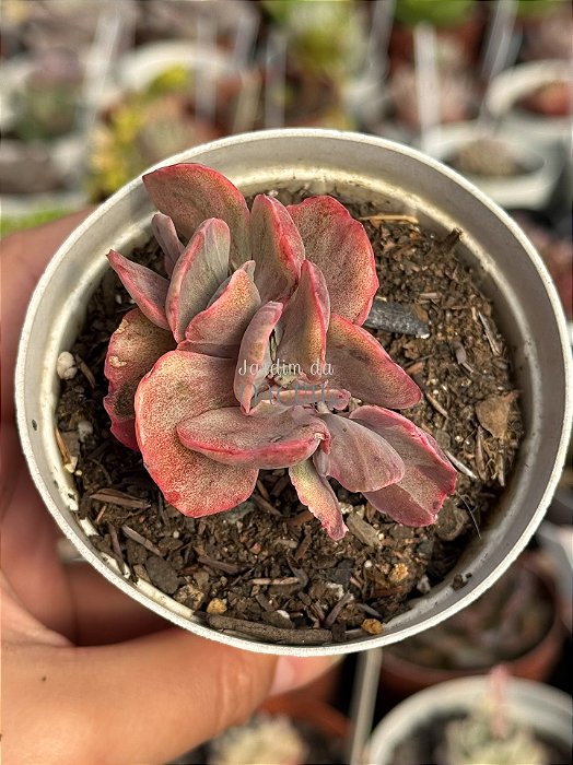 Echeveria red regis variegata cristata