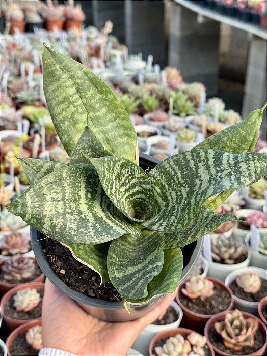 Sansevieria trifasciata hahnii