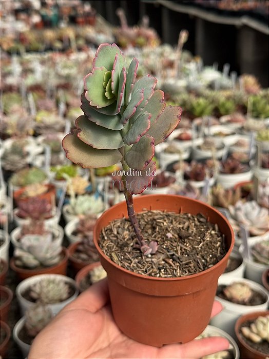 Kalanchoe fedtschenkoi
