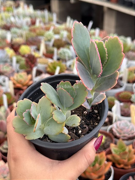 Kalanchoe fedtschenkoi