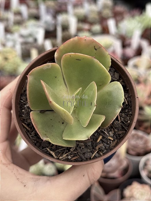 Echeveria queen dinny (sem raiz)