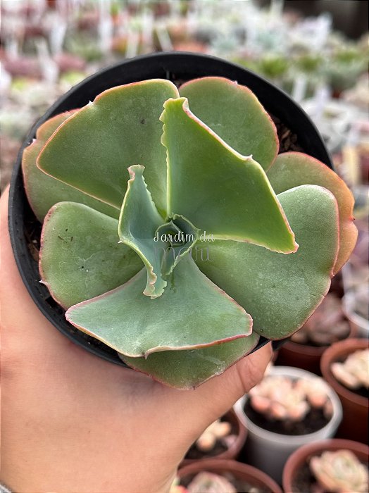 Echeveria queen dinny